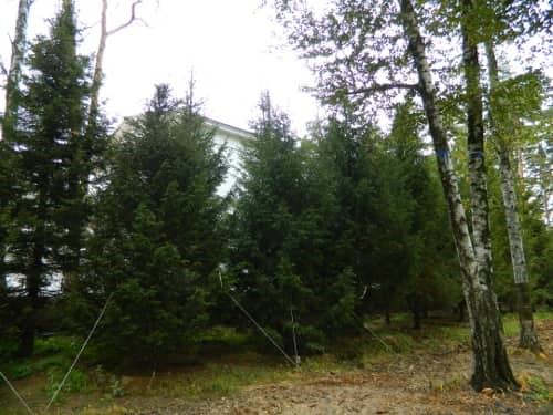 Посадка ели