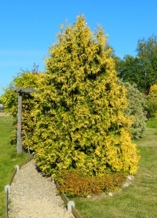 Туя Брабант высота 10 – 12 метров