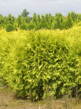 Туя шаровидная высота до 2 метров