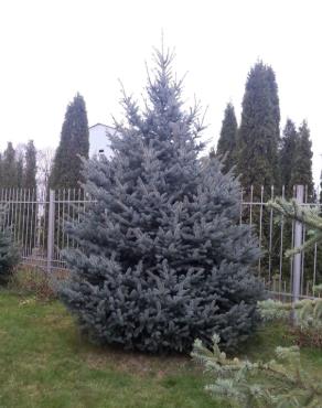 Ель голубая
Высота 5 – 6 метра