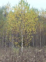 Берёза обыкновенная